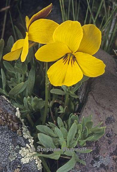 viola douglasii 1 graphic